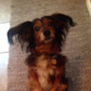 Meet your Posher, Sandy